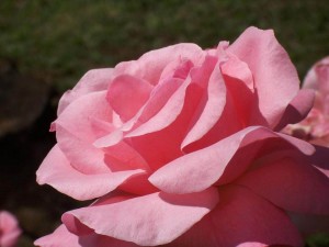 EHS Journal - Rose Rosa by Jose Conejo Saenz