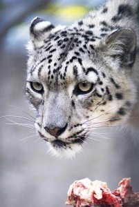 EHS Journal - Snow Leopard by Krzysztof Isbrandt