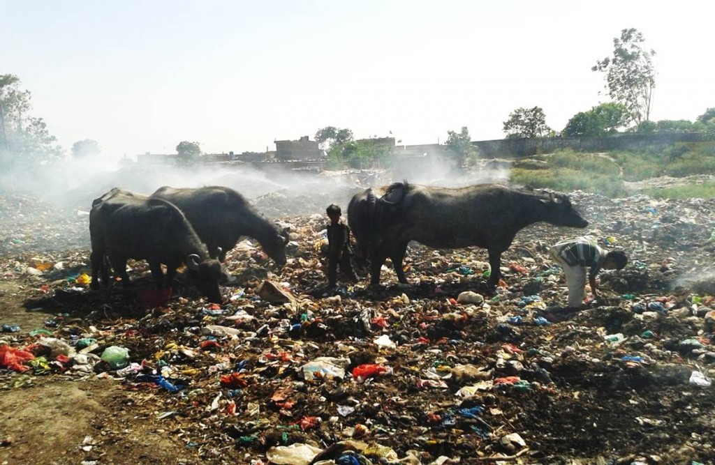 Children & Water Buffaloes in Garbage Dump, Rural India