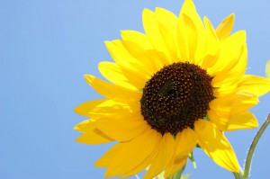 EHS Journal - Sunflower by Gabriella Fabbri