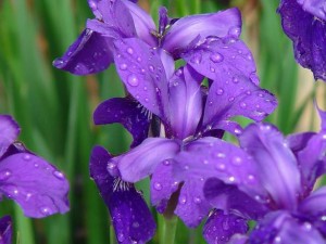 EHS Journal - Iris with Water Drops by Greg Hurley