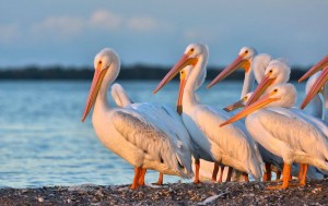 EHS Journal - White Pelicans from the U.S. Fish and Wildlife Service