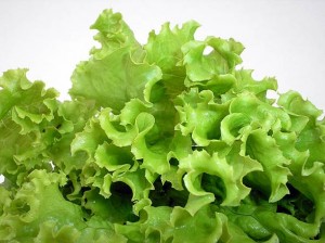 EHS Journal - Lettuce by Ronaldo Taveira