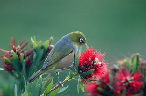 EHS Journal - New Zealand Wax Eye by Jenny Rollo